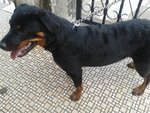 PF44893 - Rottweiler Dog