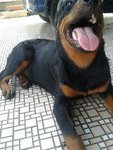 PF44893 - Rottweiler Dog