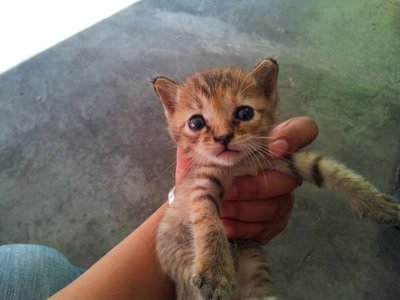 Baby (Adik) - Tabby Cat