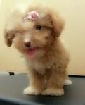 Tiny Toy Poodle Girl + Free Stuff - Poodle Dog