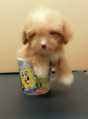 Tiny Toy Poodle Girl + Free Stuff - Poodle Dog