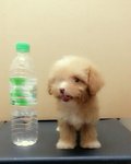 Tiny Toy Poodle Girl + Free Stuff - Poodle Dog