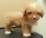 Tiny Toy Poodle Girl + Free Stuff - Poodle Dog