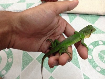 Baby Green Iguana - Iguana Reptile