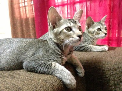 Maru &amp; Masha - Domestic Short Hair Cat