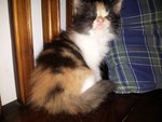 Ratu - Persian + Domestic Long Hair Cat