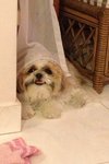 Pepper - Shih Tzu Dog