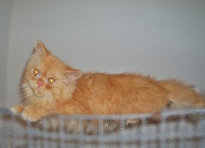  Nugget - Persian Cat