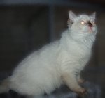 Tosai - Ragdoll Cat