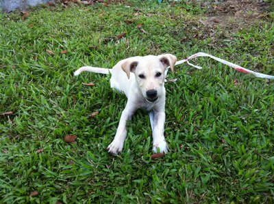 PF44948 - Yellow Labrador Retriever Mix Dog