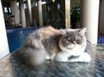 PF44951 - Persian Cat