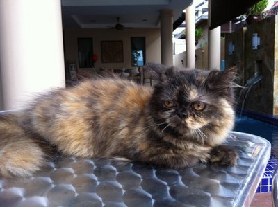 PF44954 - Persian Cat