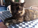 PF44954 - Persian Cat