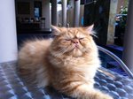 PF44955 - Persian Cat