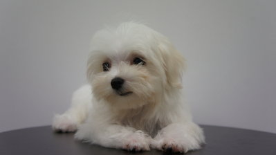 Maltese Puppy For Sale - Maltese Dog