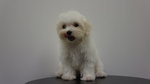 Maltese Puppy For Sale - Maltese Dog