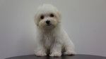 Maltese Puppy For Sale - Maltese Dog