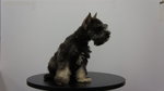 Schnauzer Puppies For Sale - Schnauzer Dog