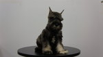 Schnauzer Puppies For Sale - Schnauzer Dog