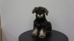 Schnauzer Puppies For Sale - Schnauzer Dog