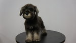 Schnauzer Puppies For Sale - Schnauzer Dog