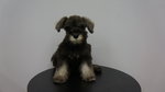 Schnauzer Puppies For Sale - Schnauzer Dog