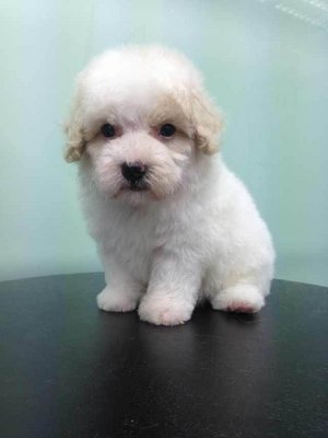 White Toy Poodle For Sale - Poodle Dog