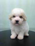 White Toy Poodle For Sale - Poodle Dog