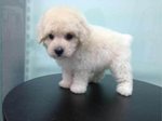 White Toy Poodle For Sale - Poodle Dog