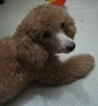 Darling Girl - Poodle Dog