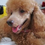 Darling Girl - Poodle Dog