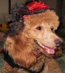 Darling Girl - Poodle Dog