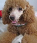 Darling Girl - Poodle Dog