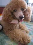 Darling Girl - Poodle Dog