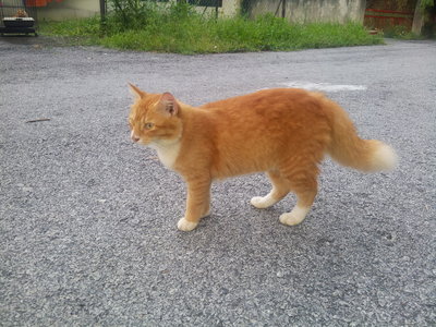 Oren - Domestic Medium Hair + Persian Cat