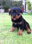 High Breed Rottweiller New Born - Rottweiler Dog