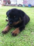 High Breed Rottweiller New Born - Rottweiler Dog