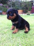 High Breed Rottweiller New Born - Rottweiler Dog