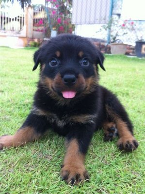 High Breed Rottweiller New Born - Rottweiler Dog