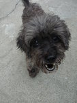 Blackie - Terrier Mix Dog