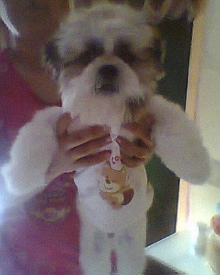 Bunty Baby  - Shih Tzu Dog