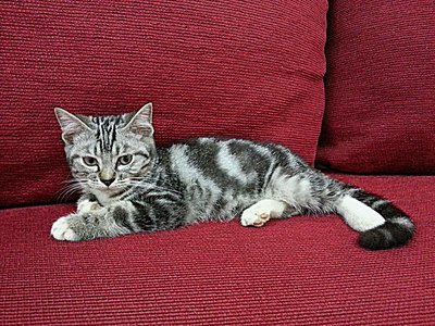 Roy La Van - American Shorthair Cat