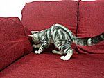 Roy La Van - American Shorthair Cat