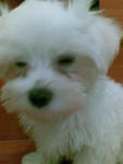 Max - Maltese Dog