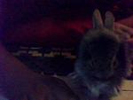 Veronica - Angora Rabbit + Lionhead Rabbit