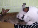 Veronica - Angora Rabbit + Lionhead Rabbit