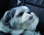 Puffy - Shih Tzu + Maltese Dog