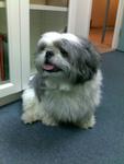 Puffy - Shih Tzu + Maltese Dog