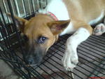 Daniella - Mixed Breed Dog