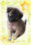 Small Black 小黑黑 - Mixed Breed Dog